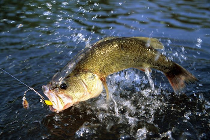 Essential Tips for Catching Freshwater Fish in New Jersey