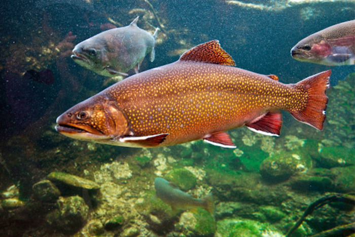 Massachusetts Freshwater Fish Species