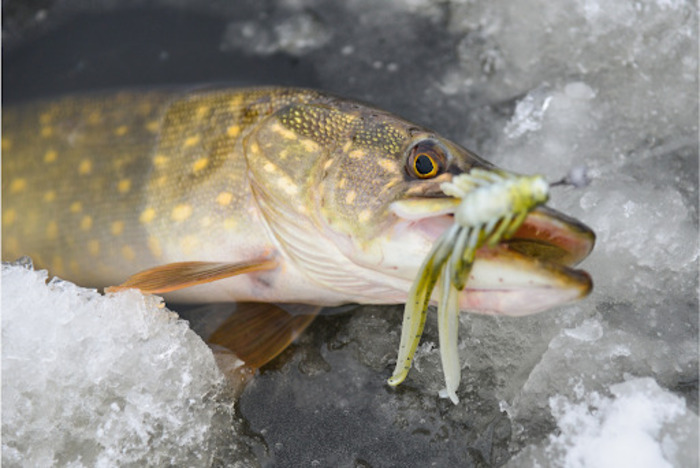 Best Ice Fishing Baits and Lures