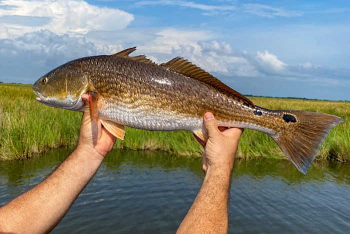 Freshwater Fishing in Louisiana: Fish Species and Catching Tips